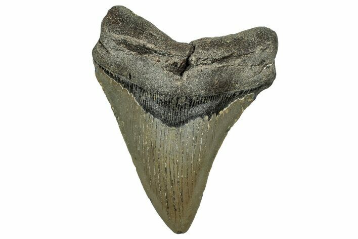 Fossil Megalodon Tooth - North Carolina #328827